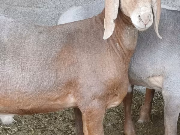 Qoʻchqor, Arashan sheep
