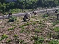 Goat, Alpine goat — photo 2