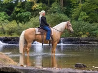 Hengst, Palomino — Foto 2