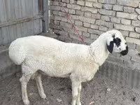 Qoç, Suffolk sheep — foto 1
