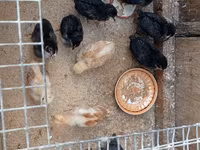 Chickens — photo 7