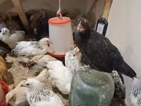 Chickens — foto 2