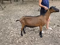 Ziege, Alpine goat — Foto 2