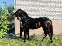 At, Swedish warmblood horse — foto 5