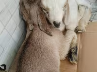 Kůň, Koně — foto 2