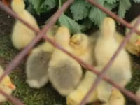 Geese — Foto 7