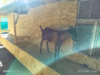 Keçi, Nubian Goat — foto 4