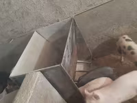 Խոզի կերամաներ բունկեր — الصورة 3