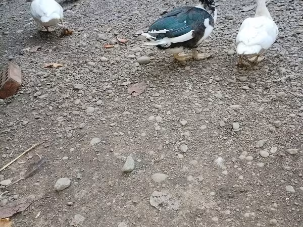 Ducks — Azerbaijan