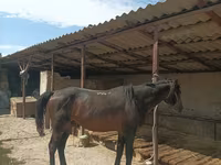 حصان, Karachay horse — الصورة 4