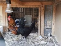 Chickens — foto 3