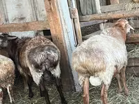 Qoç, Arashan sheep — foto 3