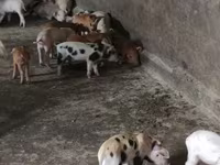 Säue, Schweine — Foto 7