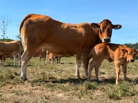 بقرة, Partenaise cattle — الصورة 2