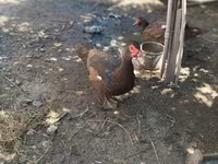Ducks — photo 8