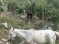 خيول (دفعة، الجنس غير محدد), الخيول — الصورة 1