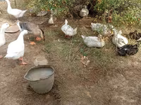 Ducks — foto 3