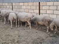 Sheep, Sheep — photo 8