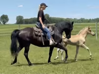 Hengst, Rocky Mountain Horse — Foto 7