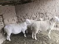 Qoç, Dorper sheep — foto 2
