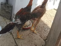 Chickens — الصورة 6