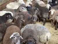 Sheep (batch, sex not specified), Sheep — photo 6