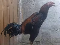 Chickens — foto 2