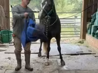 घोड़ा, Rocky Mountain Horse — फ़ोटो 4