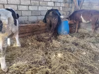 Kuh, Simmental cattle — Foto 3