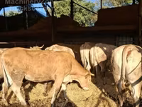 Vaca, Blonde d’Aquitane cattle — foto 2