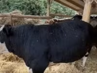 公牛, Holstein breed — 照片 1