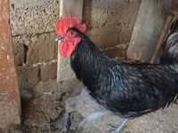 Australian Pit Game fowl — photo 6