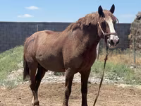 Koń, Kazakh horse — zdjęcie 4