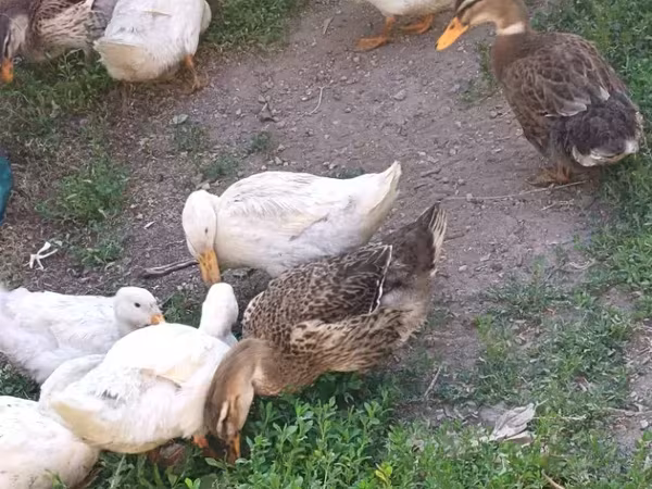 Ducks — أرمينيا