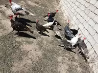 Turkeys — الصورة 2
