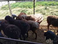 公羊, Sheep — 照片 4
