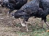 Turkeys — الصورة 2