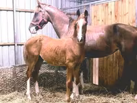Cavalo, Dutch warmblood horse — foto 2