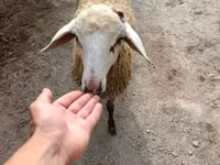 Qoç, Qoyunlar — foto 3