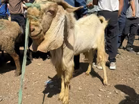 Billy Goat, Damask goat — photo 7
