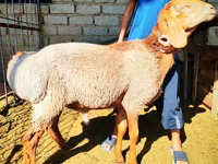 Qoç, Arashan sheep — foto 5