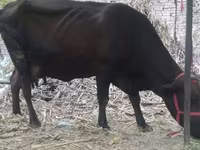 Krowa, Bydło — zdjęcie 2