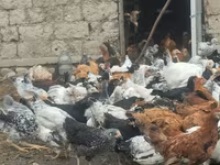 Chickens — photo 1