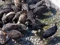 Turkeys — foto 6