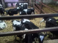 Bull, Russian Black pied cattle — photo 1