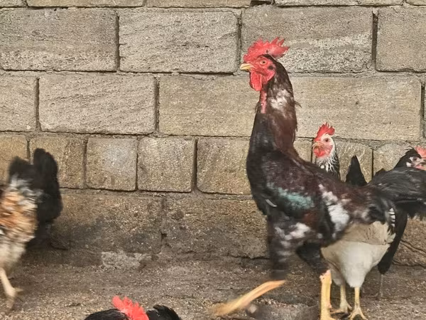 Chickens — Azerbaijan