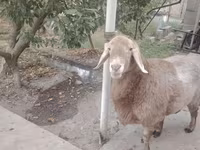 Qoyunlar (partiya, cinsi göstərilməyib), Arashan sheep — foto 1