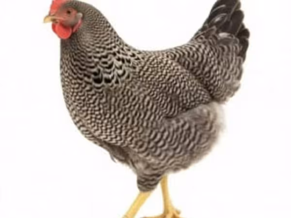 Slovenian Barred Hen — Azerbaijan