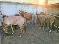 Klisna, Horse breed — foto 1