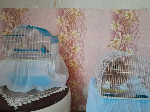 3 eded tutuquşu 2 eded qefes 2 erkey 1 dişi Təsvir: - İki ədəd metal
